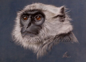 Langur sacré Format 30X40