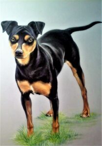 Pastel animalier chien