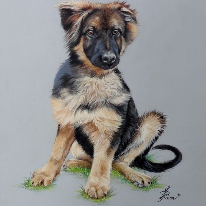 Portrait animalier Pastel sec